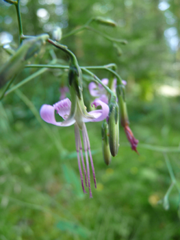 Capitule penché formé de 5 fleurs pourpres. Agrandir dans une nouvelle fenêtre (ou onglet)